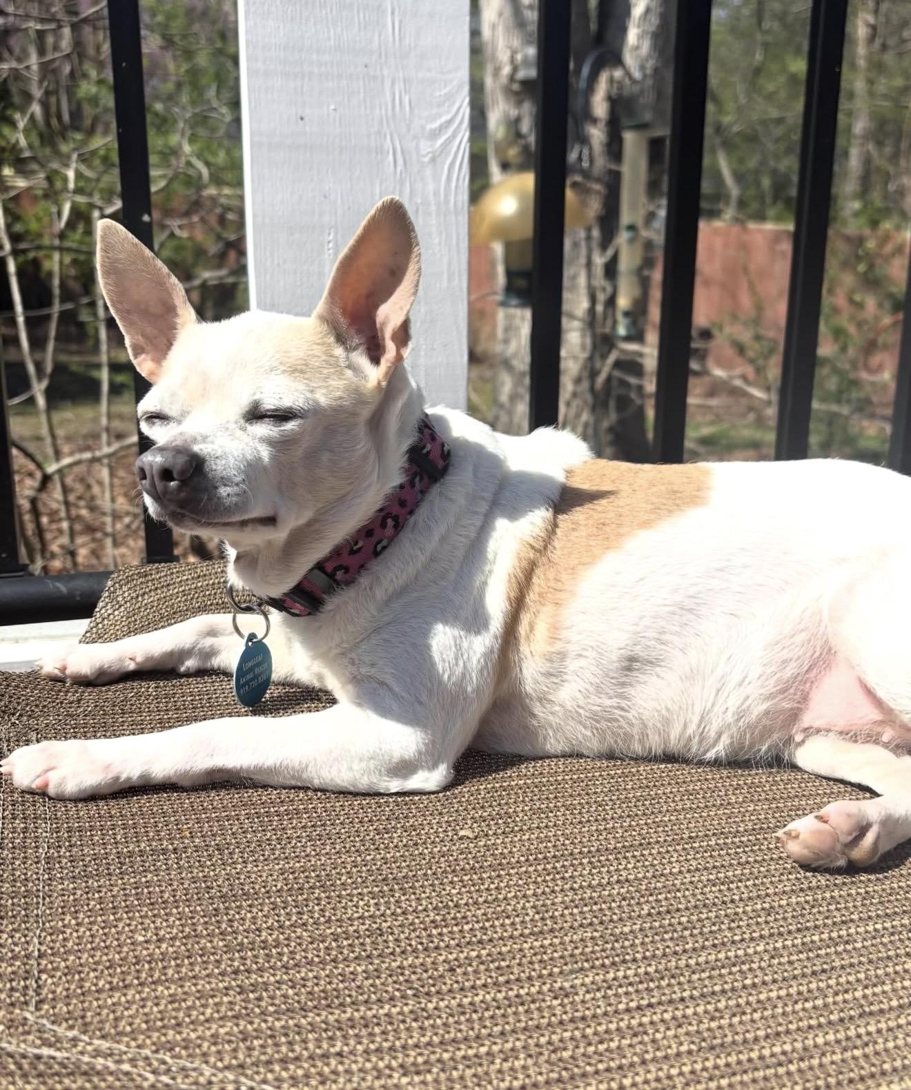 Tater Tot — thumbnail 4