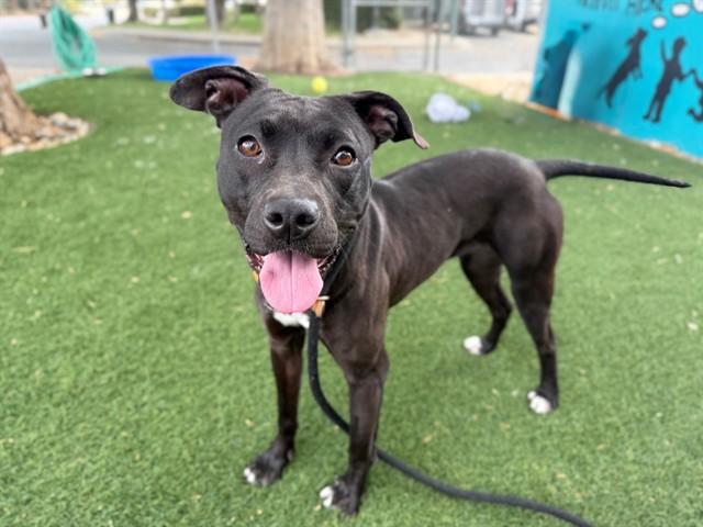 TULIP, Adoptable, Young Female Pit Bull Terrier & Mixed Breed.