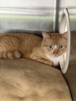 Enlarge Leonora, a ADOPTABLE Domestic Short Hair in Manitowoc, WI image 1/1