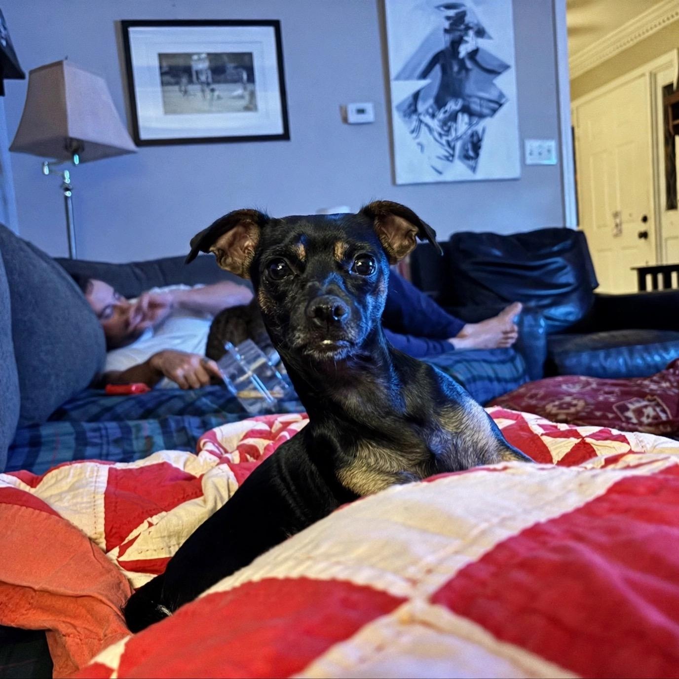 Enlarge Penelope, a Adoptable mixed breed in Birmingham, AL image 2/6