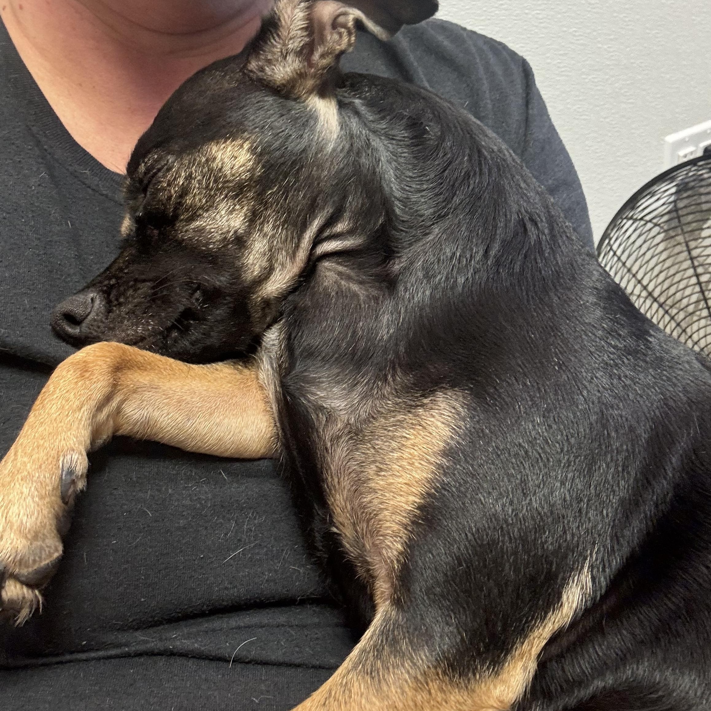 Enlarge Penelope, a Adoptable mixed breed in Birmingham, AL image 6/6