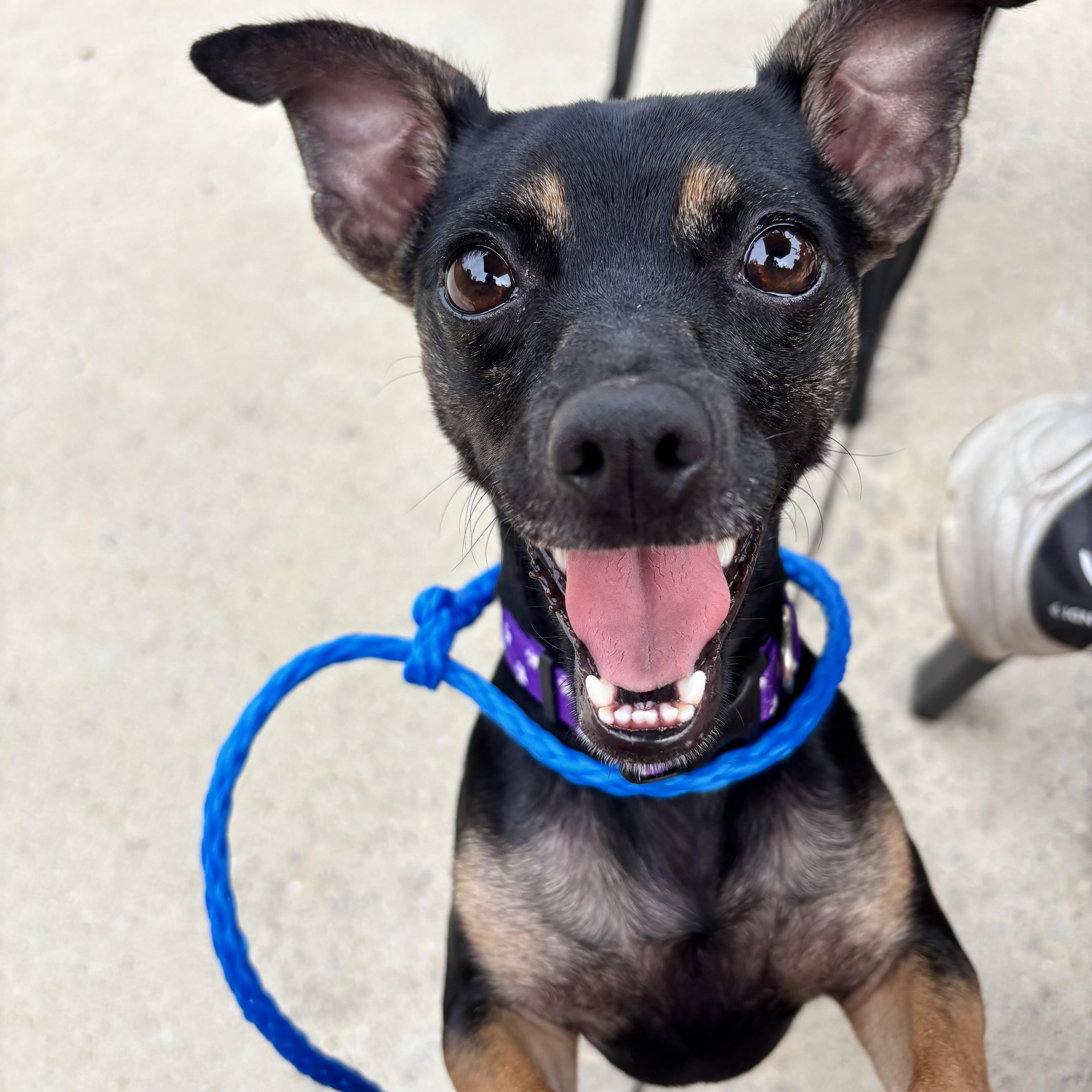Enlarge Penelope, a Adoptable mixed breed in Birmingham, AL image 3/6