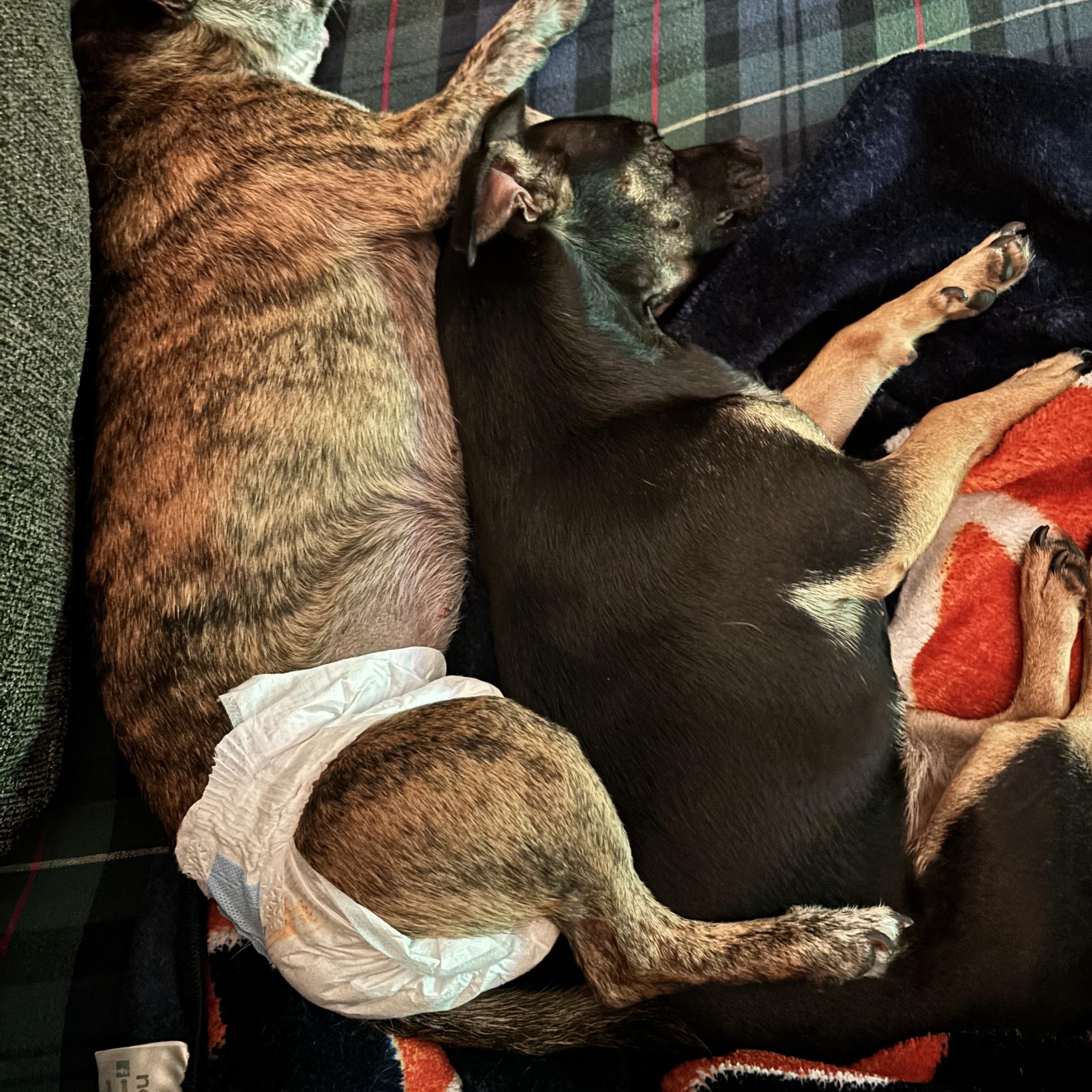 Enlarge Penelope, a Adoptable mixed breed in Birmingham, AL image 5/6