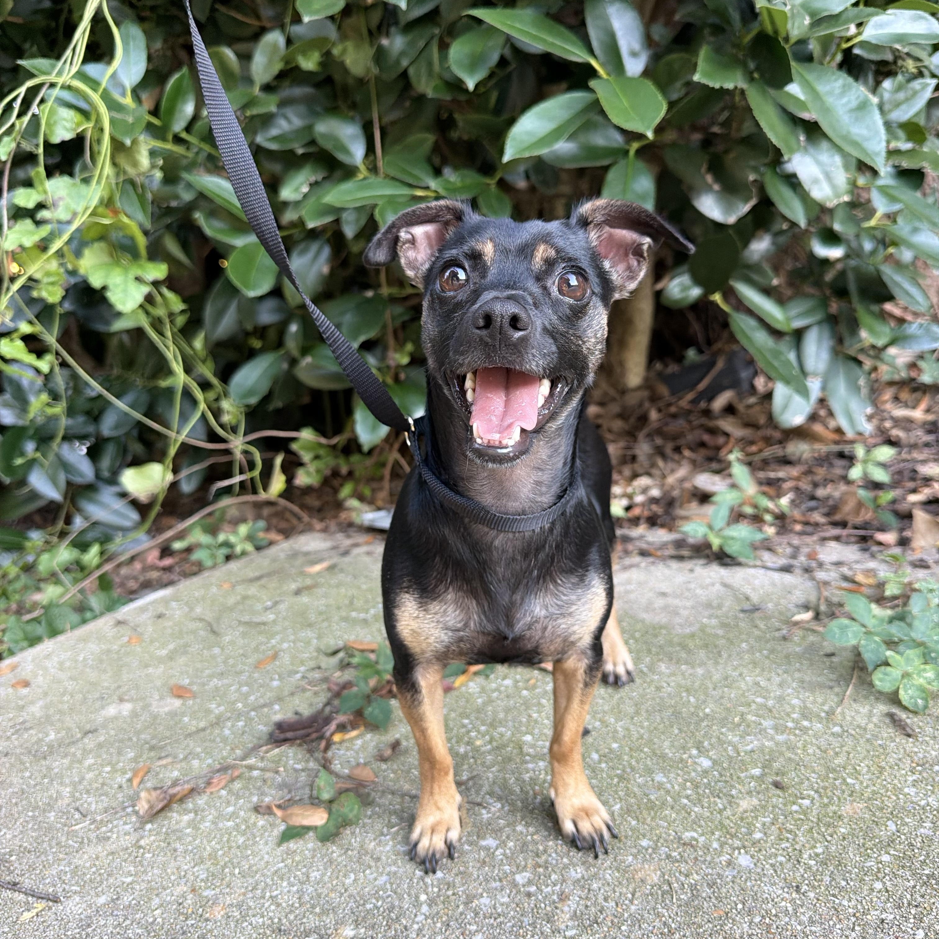 Penelope, Adoptable, Young Female Chihuahua.