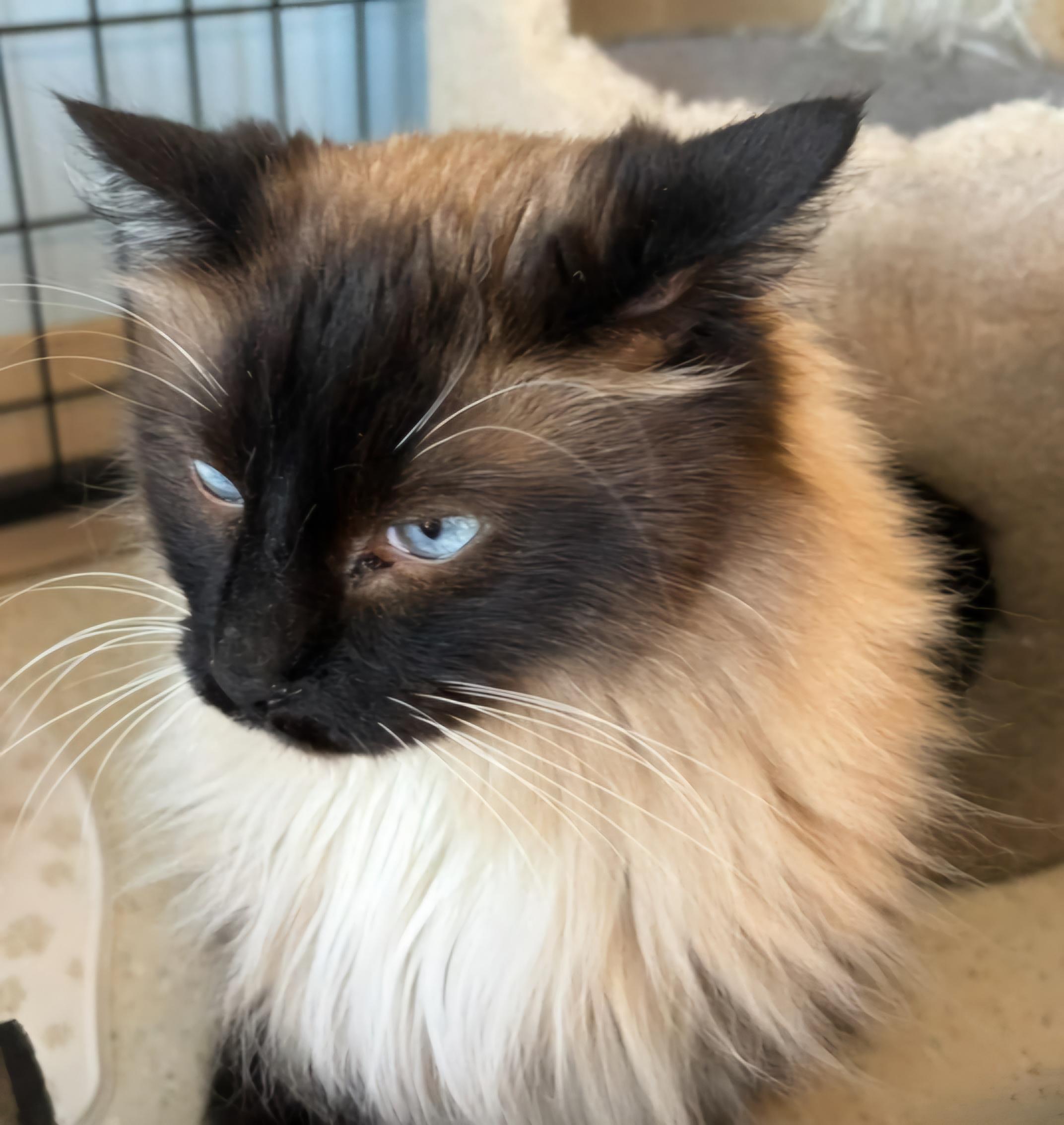 Ragdoll Cats Adoption: Ultimate Guide to Finding Your Perfect Pet