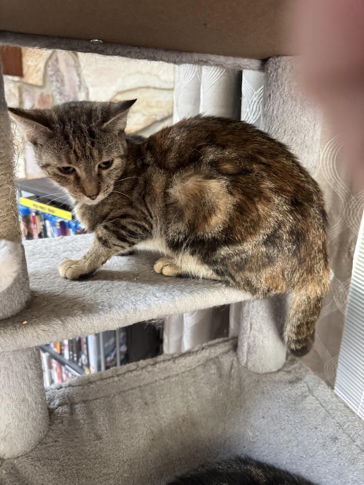 Rhea, Adoptable, Young Female Domestic Short Hair & Domestic Short Hair.