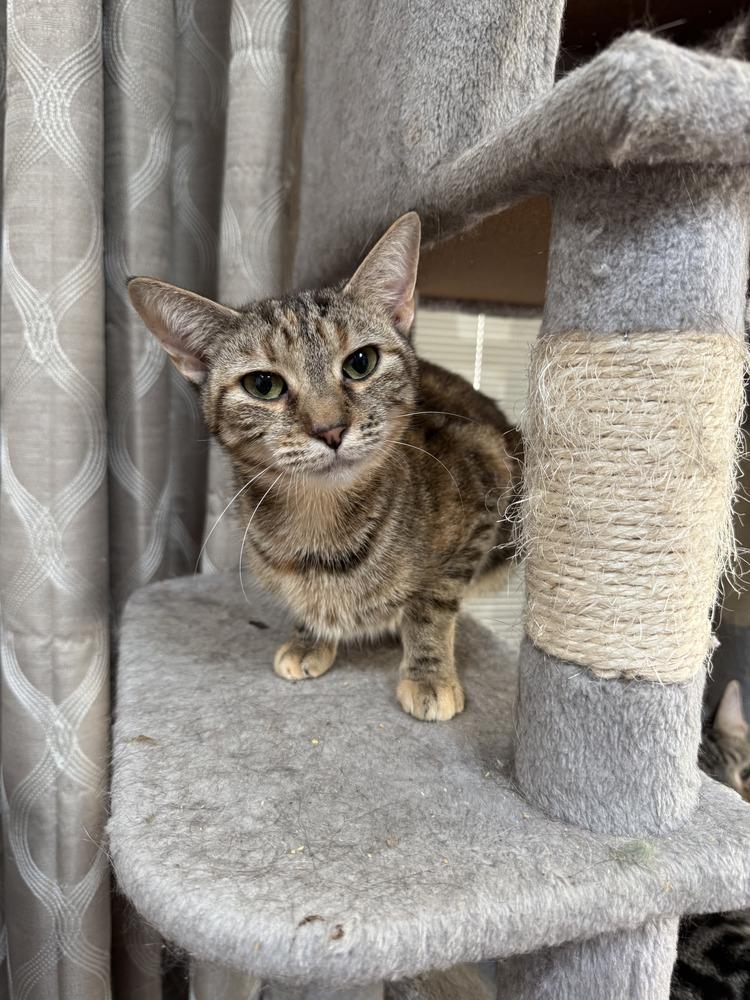 Enlarge Rhea, a Adoptable mixed breed in Deland, FL image 2/2