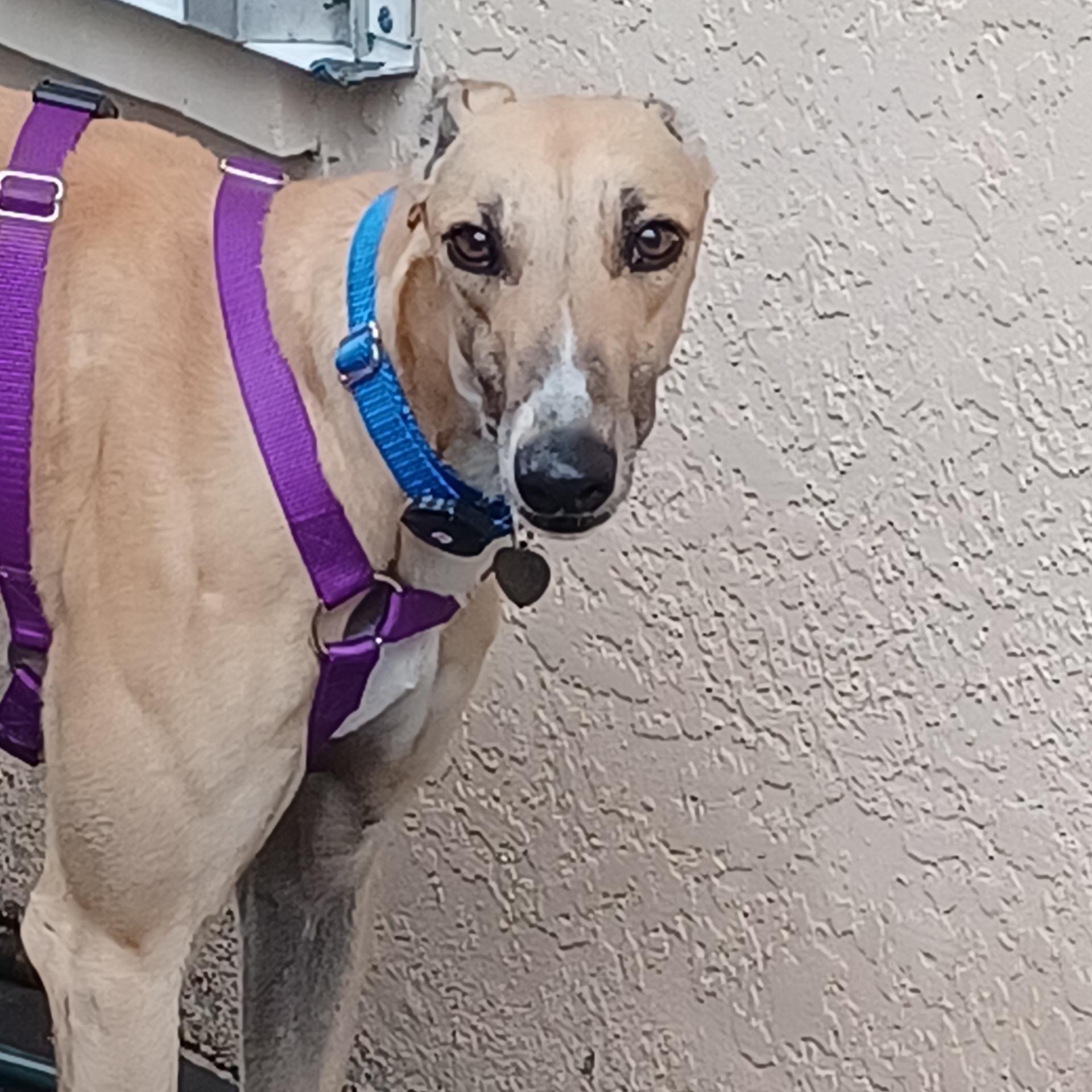 FF Matrix (Trixie), Adoptable, Young Female Greyhound.