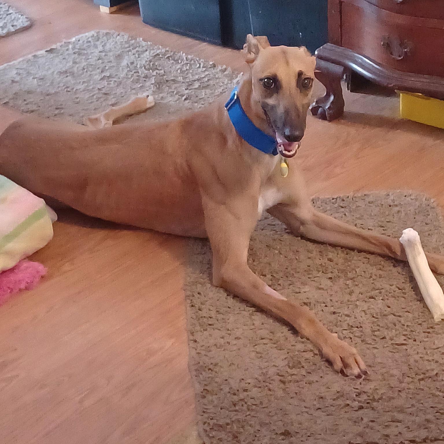 Enlarge FF Matrix (Trixie), a Adoptable Greyhound in Tarpon Springs, FL image 2/6