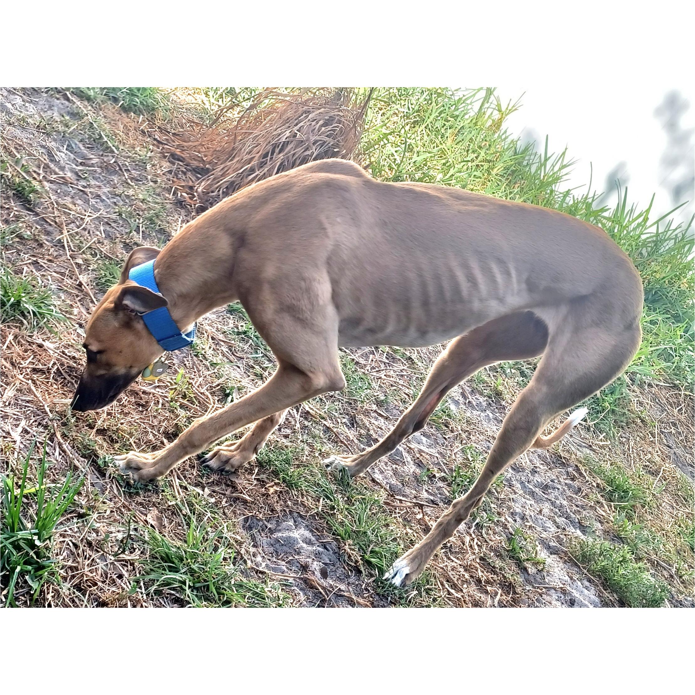 Enlarge FF Matrix (Trixie), a Adopted Greyhound in Tarpon Springs, FL image 3/6