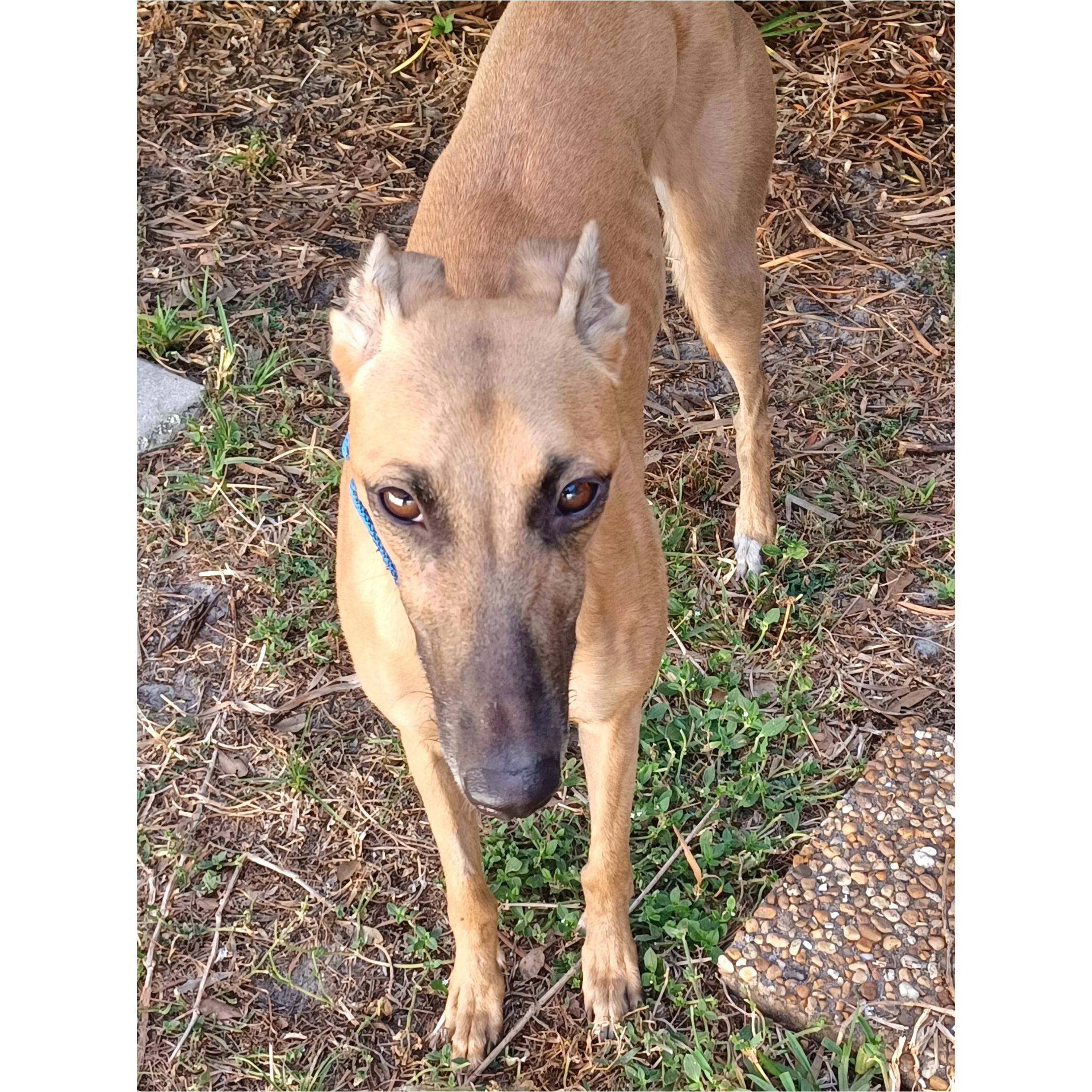 Enlarge FF Matrix (Trixie), a Adopted Greyhound in Tarpon Springs, FL image 4/6
