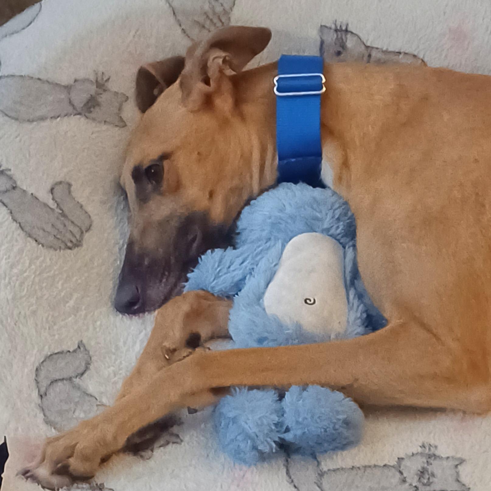 Enlarge FF Matrix (Trixie), a Adoptable Greyhound in Tarpon Springs, FL image 3/6