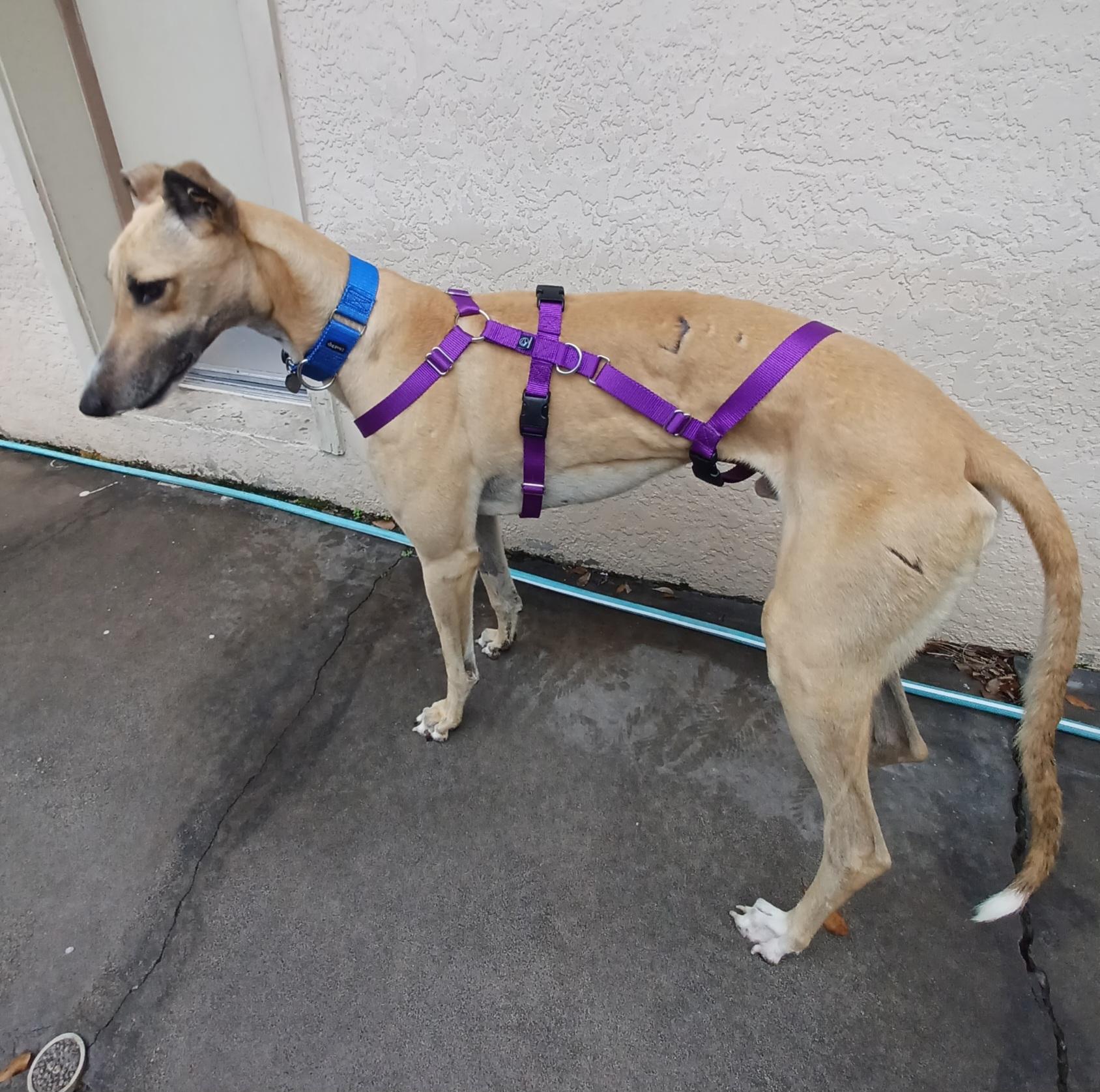 Enlarge FF Matrix (Trixie), a Adoptable Greyhound in Tarpon Springs, FL image 4/6