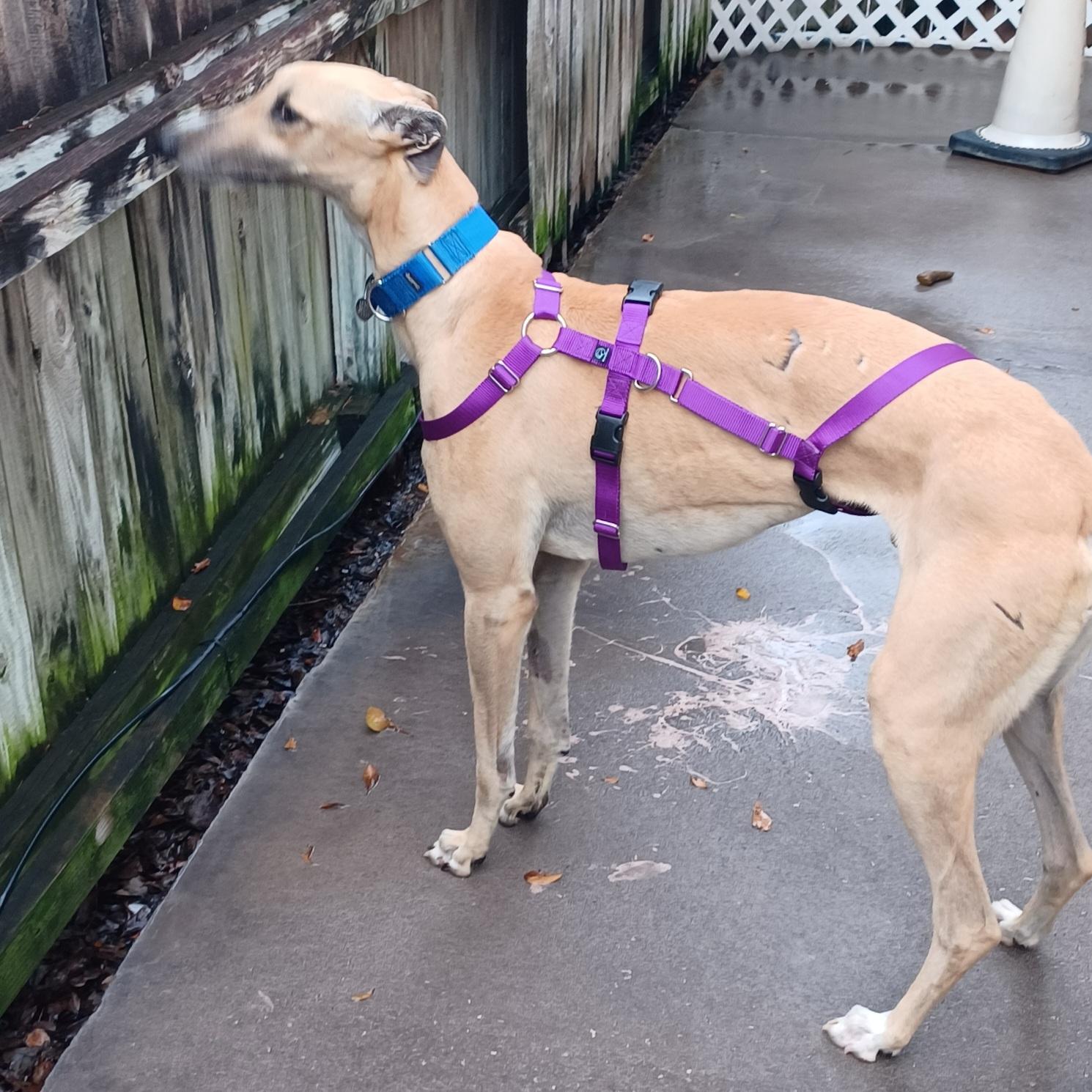 Enlarge FF Matrix (Trixie), a Adoptable Greyhound in Tarpon Springs, FL image 5/6