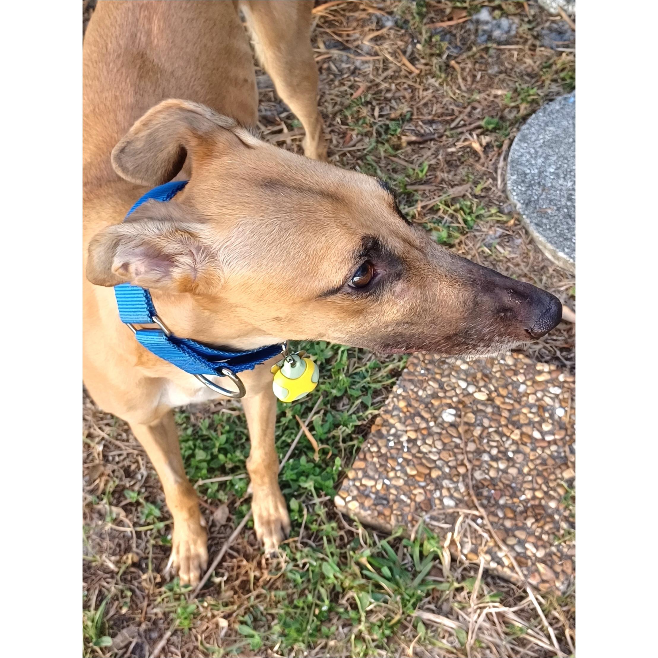 Enlarge FF Matrix (Trixie), a Adopted Greyhound in Tarpon Springs, FL image 6/6