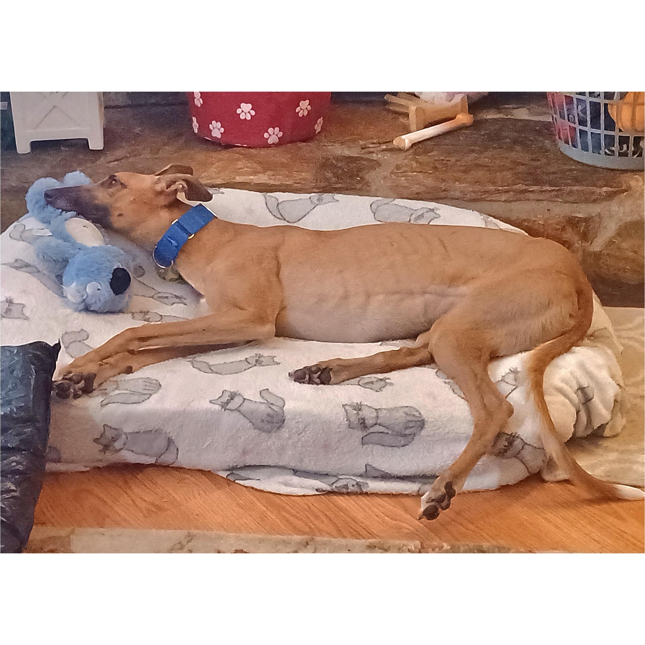 Enlarge FF Matrix (Trixie), a Adoptable Greyhound in Tarpon Springs, FL image 6/6