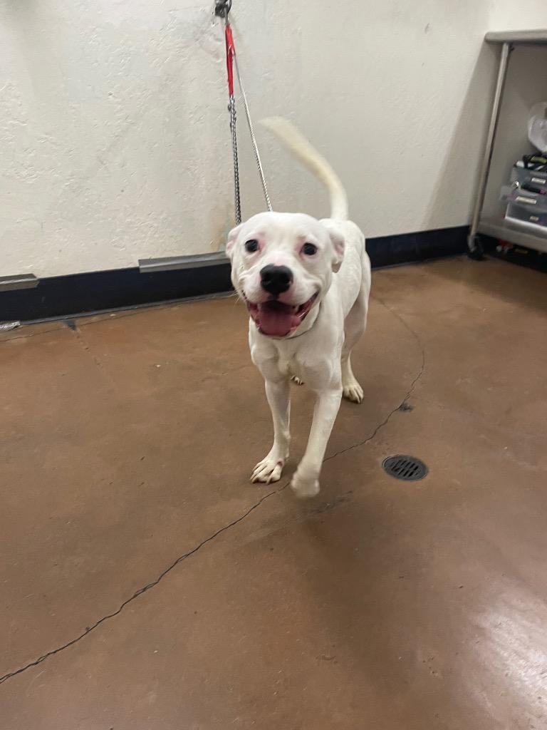 Rerun, Adoptable, Young Male Pit Bull Terrier & Mixed Breed.
