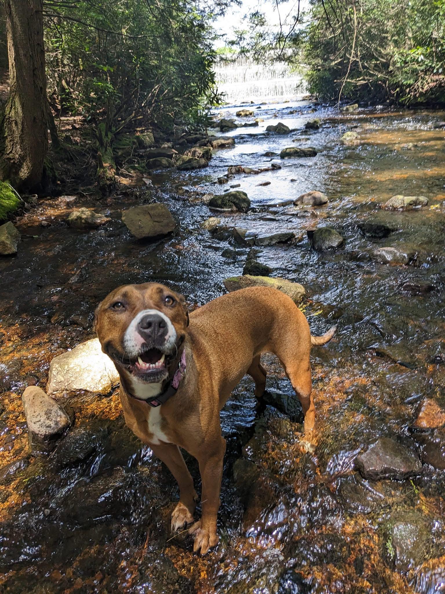 Daisy, Adoptable, Adult Female Boxer & Pit Bull Terrier.