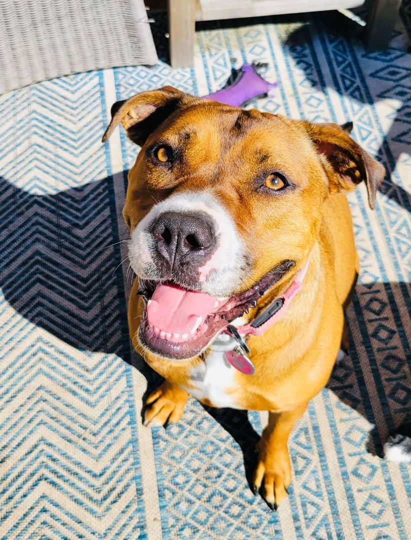 Enlarge Daisy, a Adoptable mixed breed in Souderton, PA image 2/5