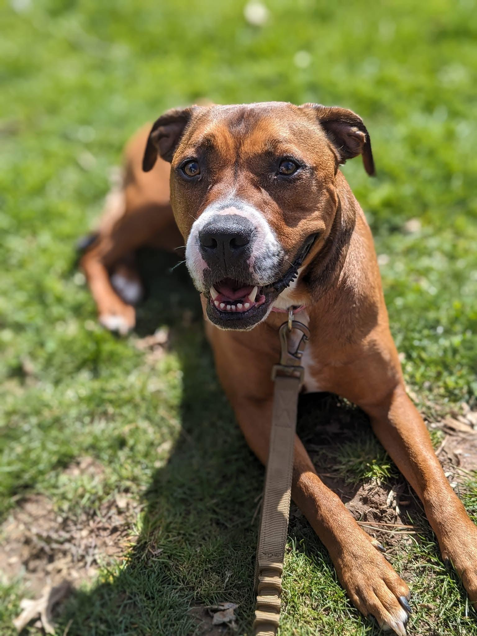 Enlarge Daisy, a Adoptable mixed breed in Souderton, PA image 5/5
