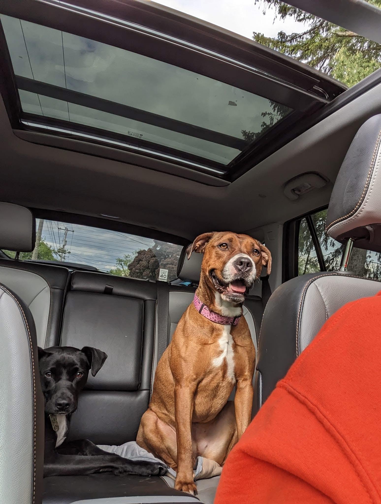 Enlarge Daisy, a Adoptable mixed breed in Souderton, PA image 4/5