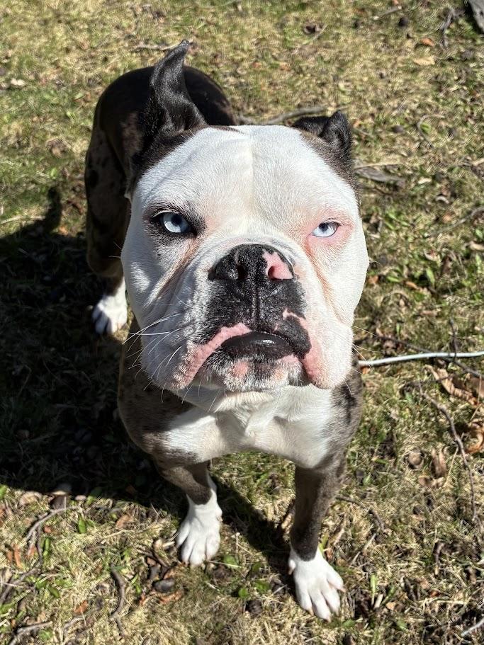Enlarge Odd Thomas, a Adoptable mixed breed in Racine, WI image 4/5