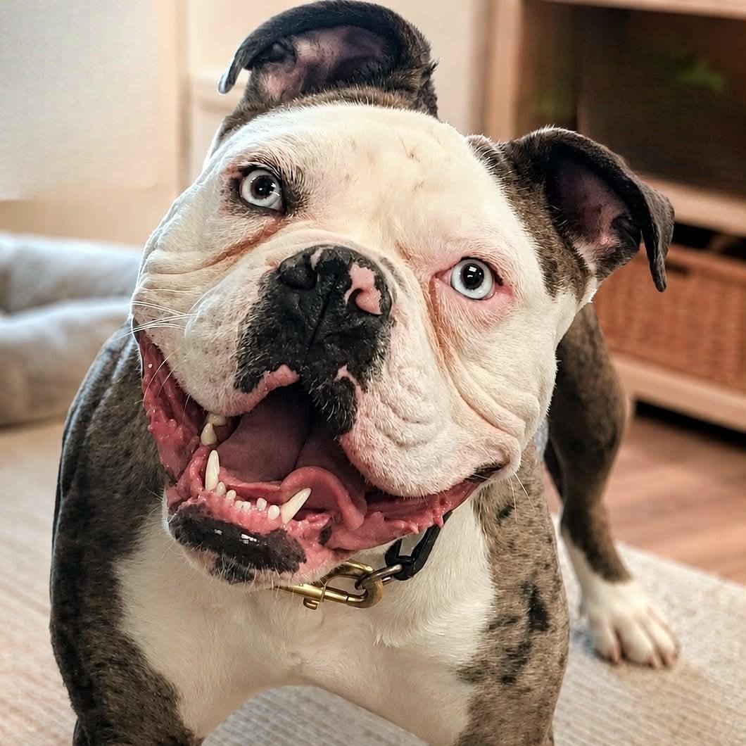 Odd Thomas, a Adoptable mixed breed in Racine, WI image 4/5