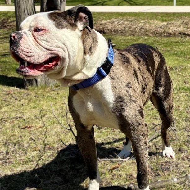 Enlarge Odd Thomas, a Adoptable mixed breed in Racine, WI image 3/5