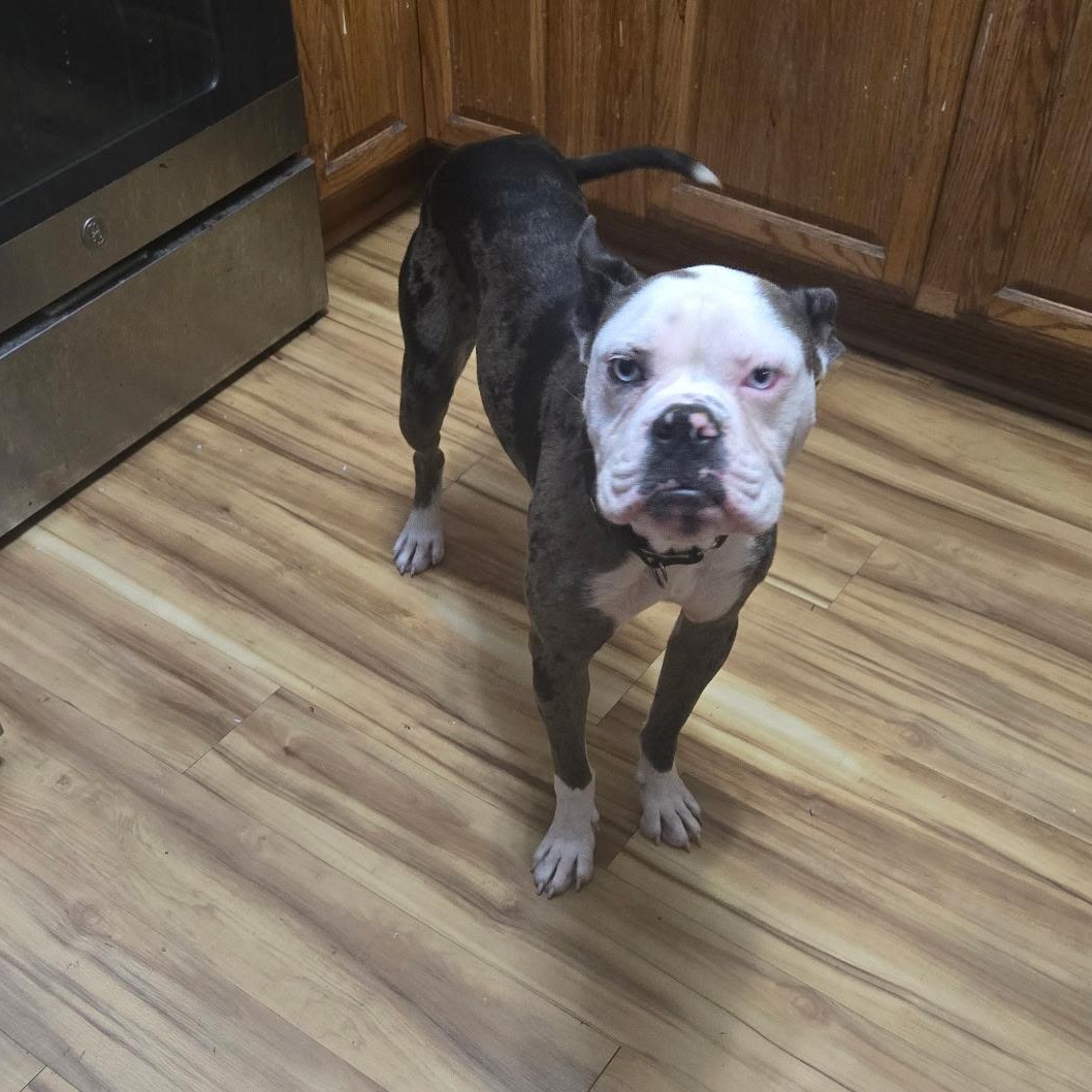 Odd Thomas, Adoptable, Adult Male Boxer.