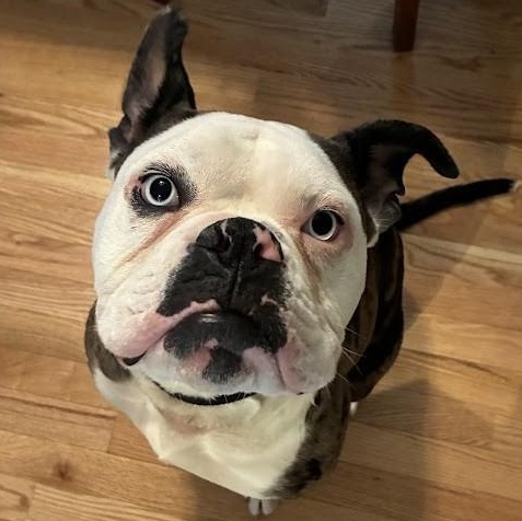 Odd Thomas, Adoptable, Adult Male Boxer.