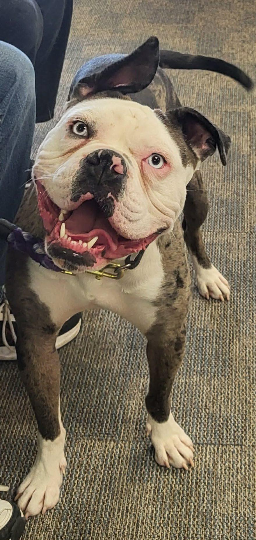 Odd Thomas, Adoptable, Adult Male Boxer.