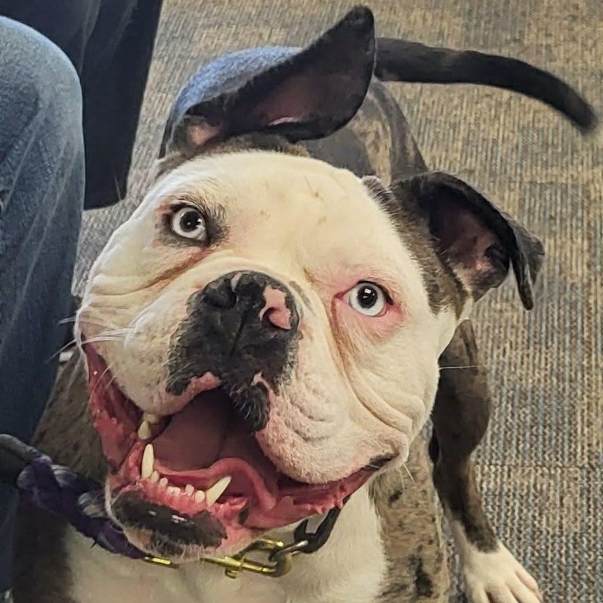 Enlarge Odd Thomas, a Adoptable mixed breed in Racine, WI image 1/4