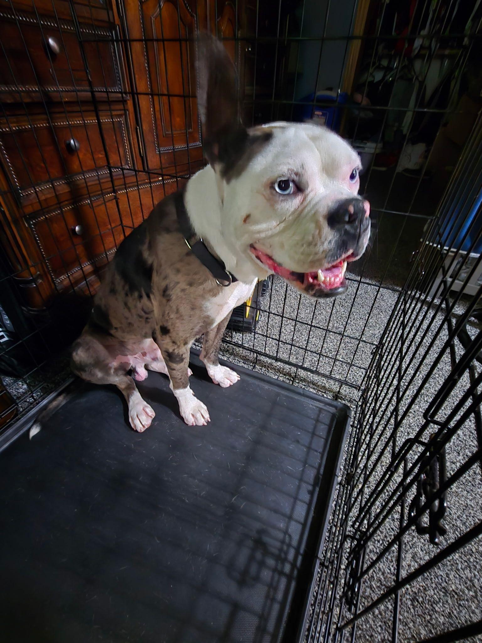 Enlarge Odd Thomas, a Adoptable mixed breed in Racine, WI image 2/2