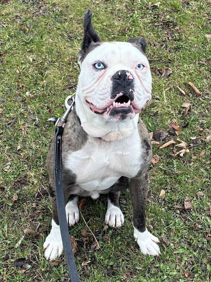 Enlarge Odd Thomas, a Adoptable mixed breed in Racine, WI image 5/5