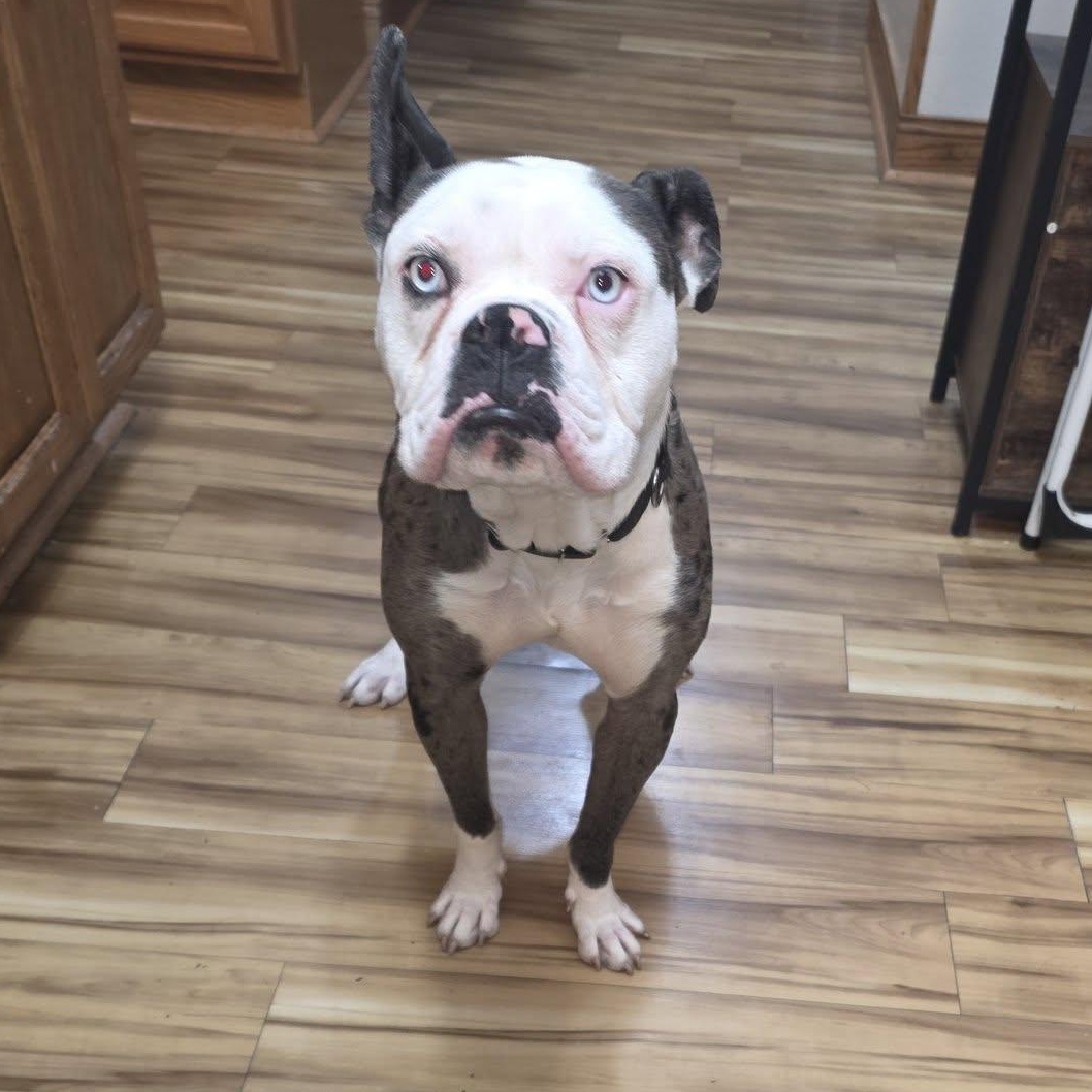 Enlarge Odd Thomas, a Adoptable mixed breed in Racine, WI image 4/4