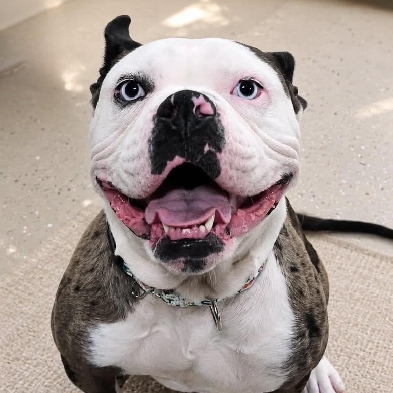 Odd Thomas, a Adoptable mixed breed in Racine, WI image 1/5