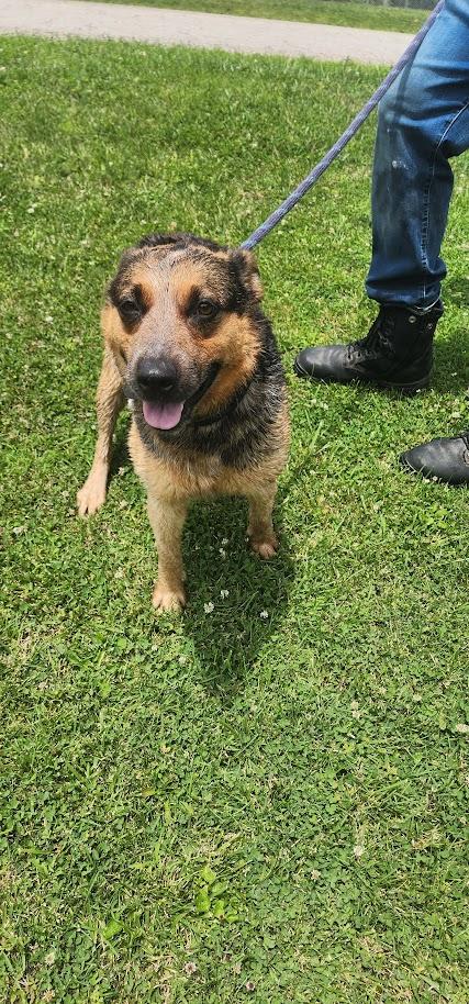 Daphne (140-26), a ADOPTABLE mixed breed in Cambridge, OH image 4/6