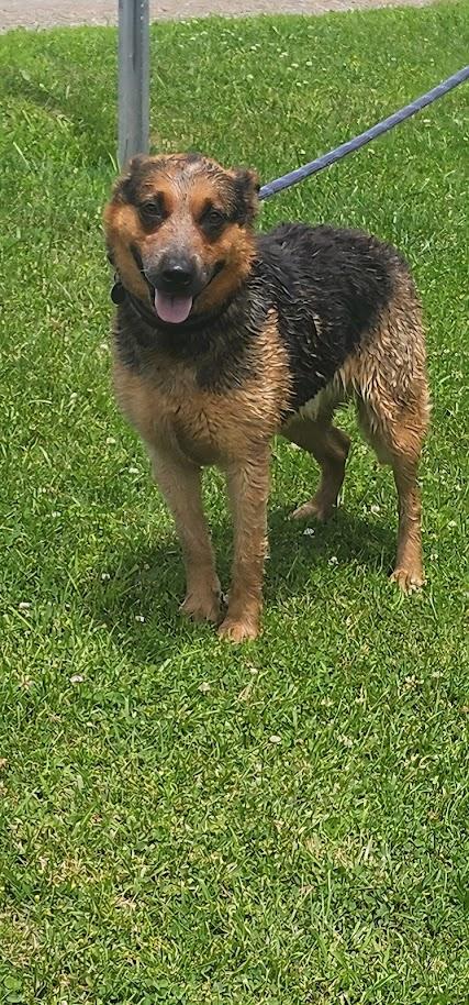 Daphne (140-26), a ADOPTABLE mixed breed in Cambridge, OH image 5/6