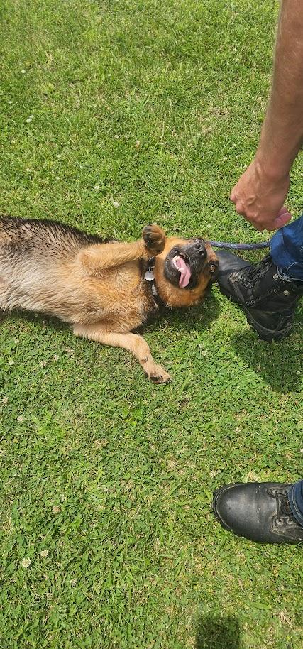 Daphne (140-26), ADOPTABLE, Adult Female Shepherd.
