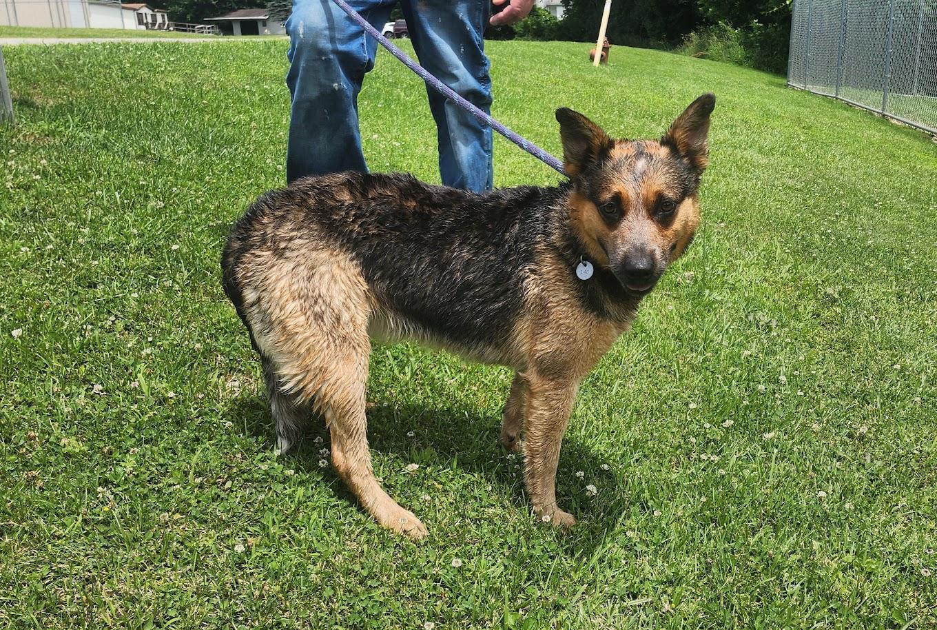 Daphne (140-26), a ADOPTABLE mixed breed in Cambridge, OH image 2/6