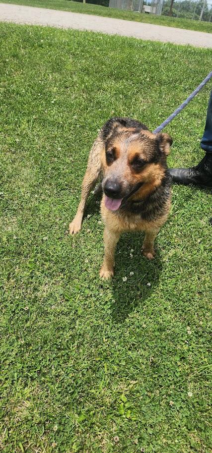 Daphne (140-26), a ADOPTABLE mixed breed in Cambridge, OH image 3/6