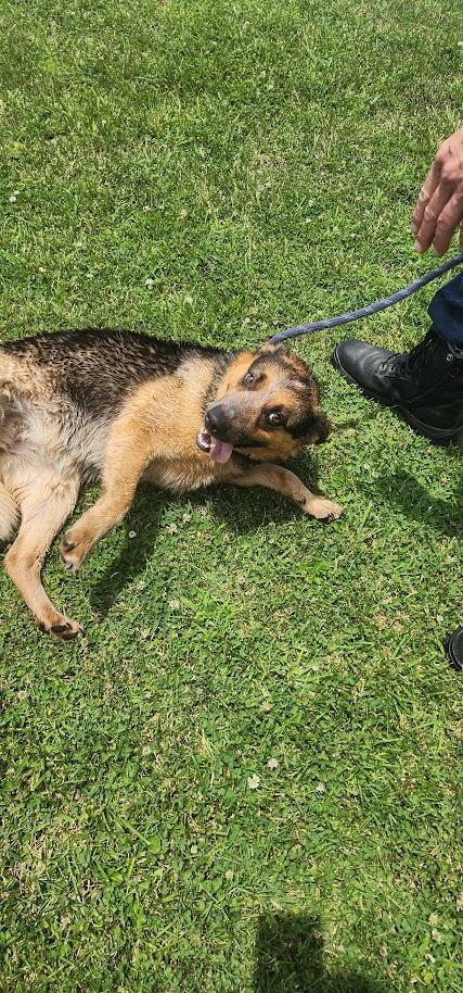 Daphne (140-26), a ADOPTABLE mixed breed in Cambridge, OH image 6/6