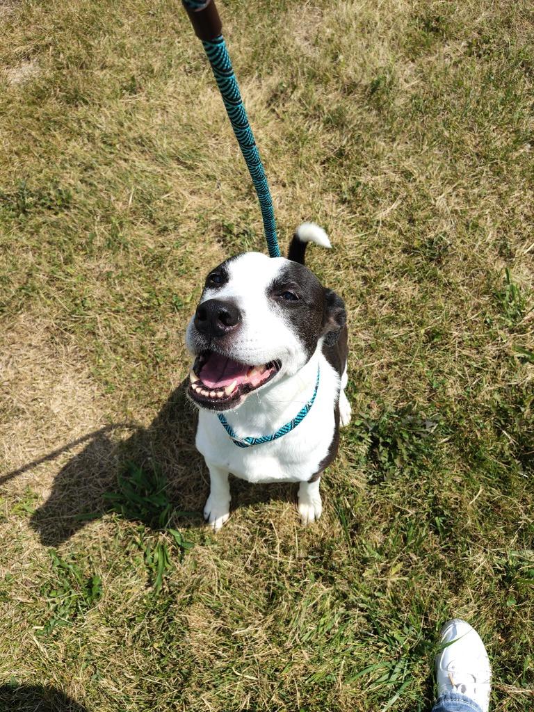 LOVEY, Adoptable, Adult Female Pit Bull Terrier & Mixed Breed.