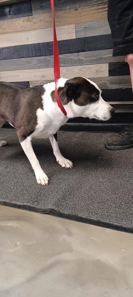 LOVEY, a Adoptable mixed breed in Fremont, OH image 2/2