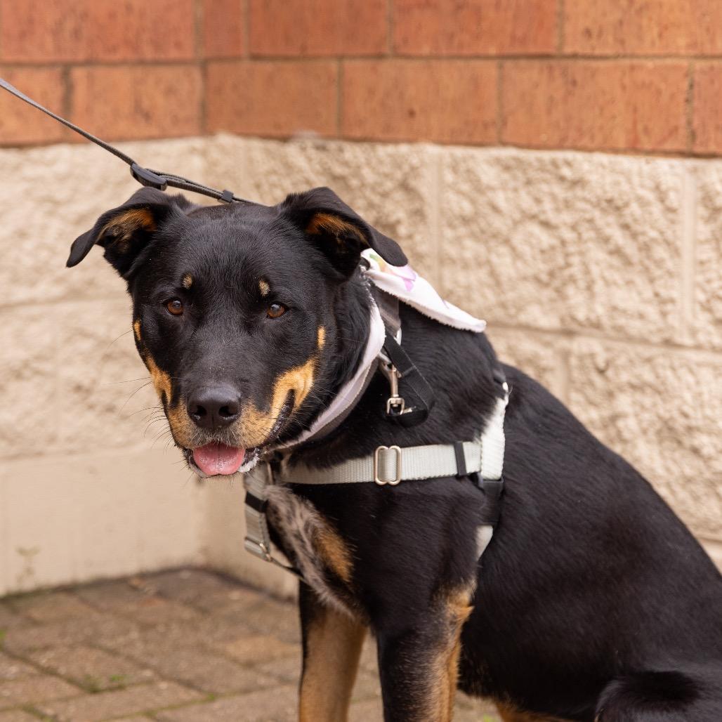 Klaus (Fushi), a Adoptable mixed breed in Crystal, MN image 2/6