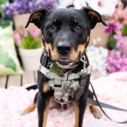 Klaus (Fushi), a Adoptable mixed breed in Crystal, MN image 3/6