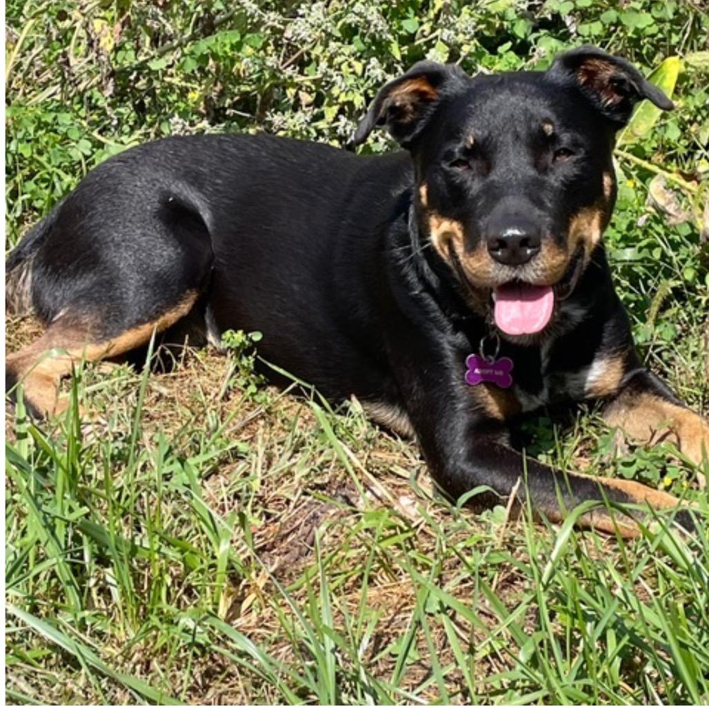 Klaus (Fushi), a Adoptable mixed breed in Crystal, MN image 5/6