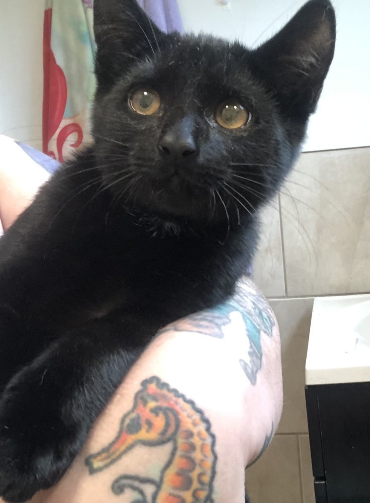 Eightball, Adopted, Kitten Male Domestic Short Hair.