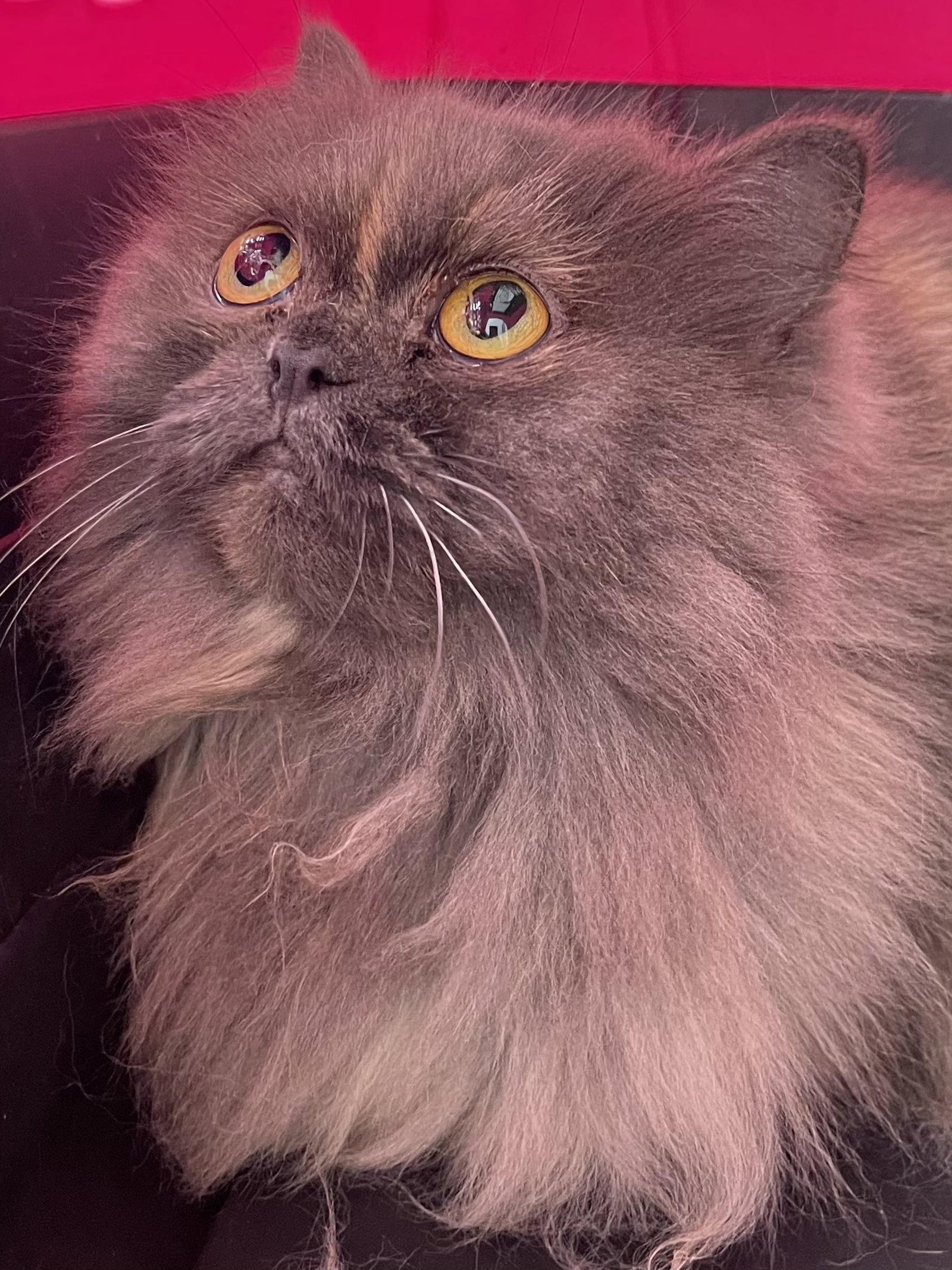 Hilda, Adoptable, Adult Female Persian & Persian.