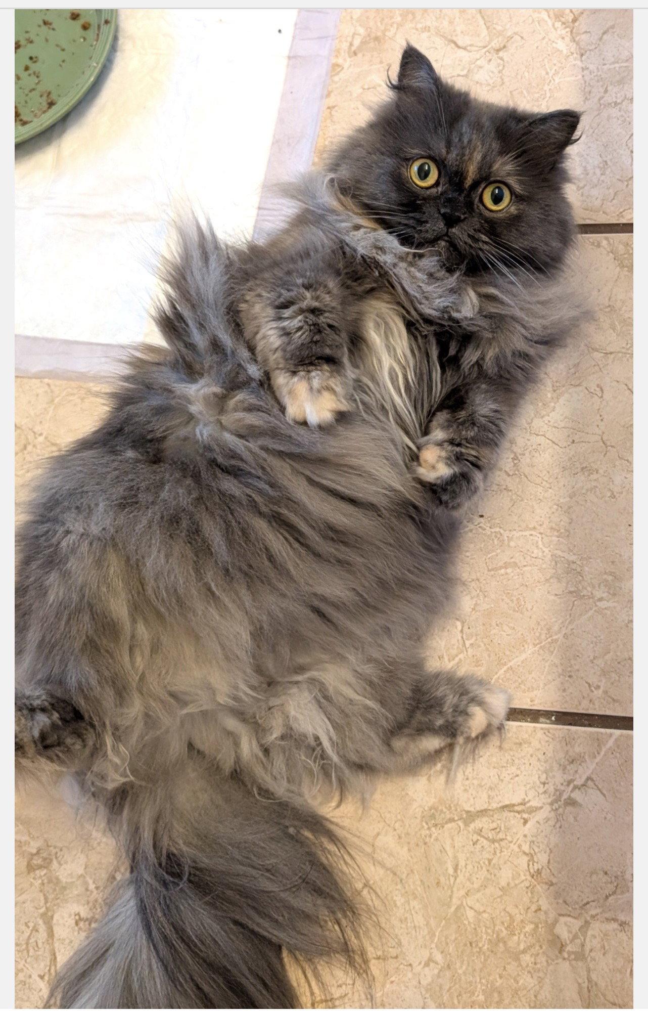 Hilda, a Adoptable mixed breed in Irving, TX image 2/3